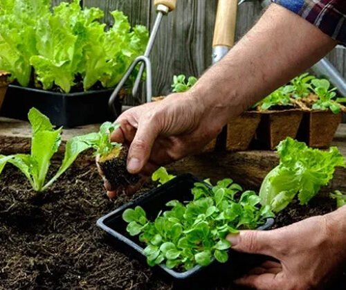 Huerta en Casa