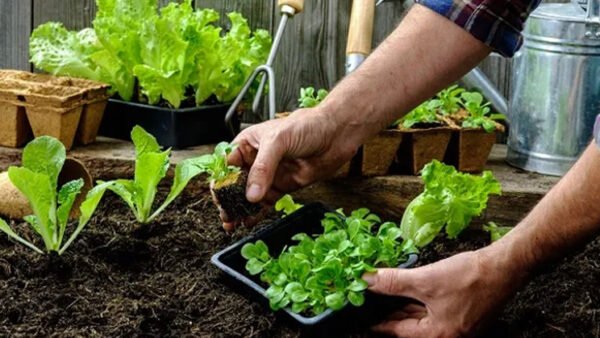 10 Huerta en Casa